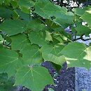 Acer tegmentosum (klon zielonokory)