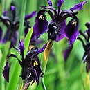 znalezisko 20140613.20.js - Iris chrysographes (kosaciec prążkowany); Arboretum Wojsławice