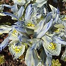 Iris reticulata Katharine Hodgkin