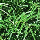 Sanguisorba tenuifolia (krwiściąg delikatny)
