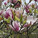 Magnolia Lombardy Rose