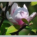 Magnolia Peppermint Stick
