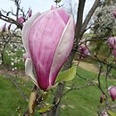 Magnolia Winelight