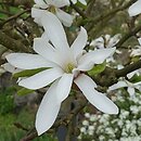 Magnolia ×loebneri Donna