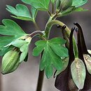 Aquilegia viridiflora (orlik zielonawy)