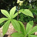 Rodgersia sambucifolia (rodgersia bzolistna)
