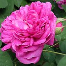 Rosa Rose de Resht