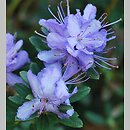 Rhododendron Ã—edgarianum (rÃ³Å¼anecznik Edgara)