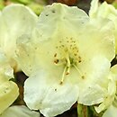 Rhododendron ludlowii (rÃ³Å¼anecznik Ludlowa)