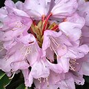 Rhododendron traillianum (rÃ³Å¼anecznik Trailla)