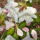 Rhododendron williamsianum (rÃ³Å¼anecznik Williamsa)