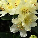 Rhododendron Golden Wonder