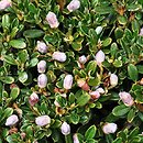 Rhododendron campylogynum subsp. myrtilloides (rÃ³Å¼anecznik krzywozalÄ…Å¼niowy)