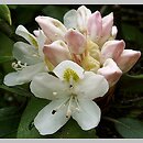 Rhododendron maximum (rÃ³Å¼anecznik olbrzymi)