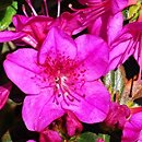 Rhododendron Amarant 2
