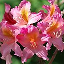 Rhododendron Antoni