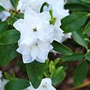 Rhododendron April Snow