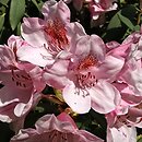 Rhododendron Bashful