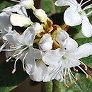 Rhododendron Billy Novinka