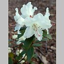 Rhododendron Chikor
