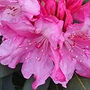 Rhododendron Erika