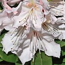 Rhododendron Euterpe
