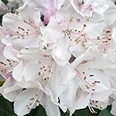 Rhododendron Herkules