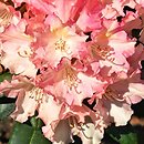 Rhododendron Loreley