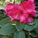 Rhododendron Pink Bountiful