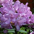 Rhododendron Rebe
