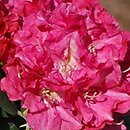 Rhododendron Sonatine