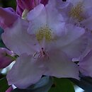 Rhododendron Album Novum