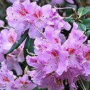 Rhododendron cuneatum