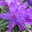 Rhododendron russatum (rÃ³Å¼anecznik czerwieniejÄ…cy)