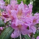 Rhododendron searsiae