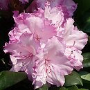 Rhododendron Blurettia