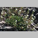 znalezisko 20120519.99.js - Hutchinsia alpina ssp. auerswaldii (rzeżuszka auerswaldzka); Ogród Botaniczny we Wrocławiu