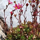 Saxifraga ×arendsii Blütenteppich