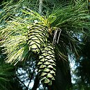 Pinus armandii (sosna Armanda)