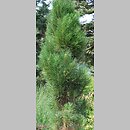 Pinus nigra Obelisk