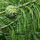 Pinus bungeana (sosna plamistokora)