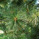 Pinus peuce (sosna rumelijska)