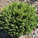 Picea abies Wild Strawberry