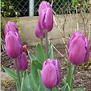 Tulipa Purple Flag