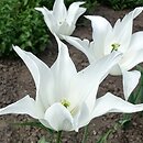 Tulipa White Wings