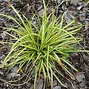 znalezisko 20200829.27.js - Carex oshimensis ‘EverColor Everlime’; Arboretum Wojsławice