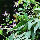Lonicera acuminata (wiciokrzew zaostrzony)