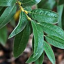Salix subopposita (wierzba dalekowschodnia)