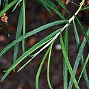 Salix eleagnos Angustifolia