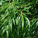 Salix udensis (wierzba sachaliÅ„ska)